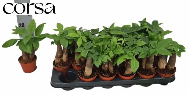 PACHIRA AQUATICA