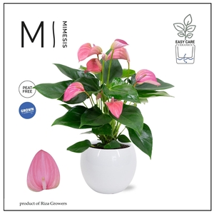 Mimesis Anthurium KARMA Joli - Lisa White