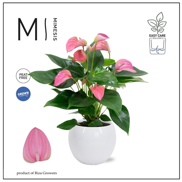 <h4>Mimesis Anthurium KARMA Joli - Lisa White</h4>