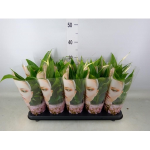 Spathiphyllum  'Korto'