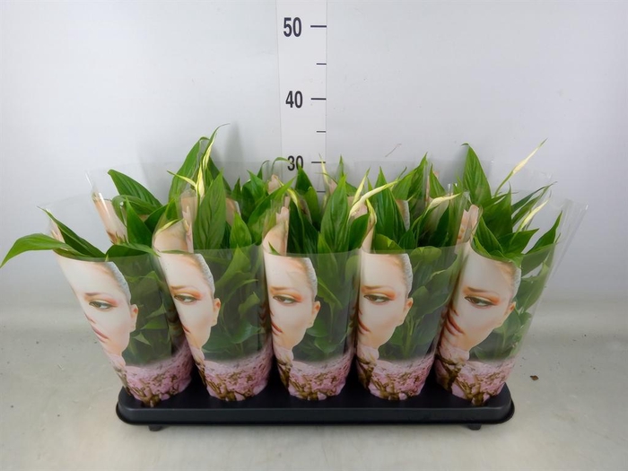 <h4>Spathiphyllum  'Korto'</h4>