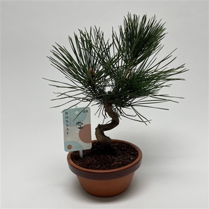 Pinus Thunbergii Bonsai 'Shape' 15 cm