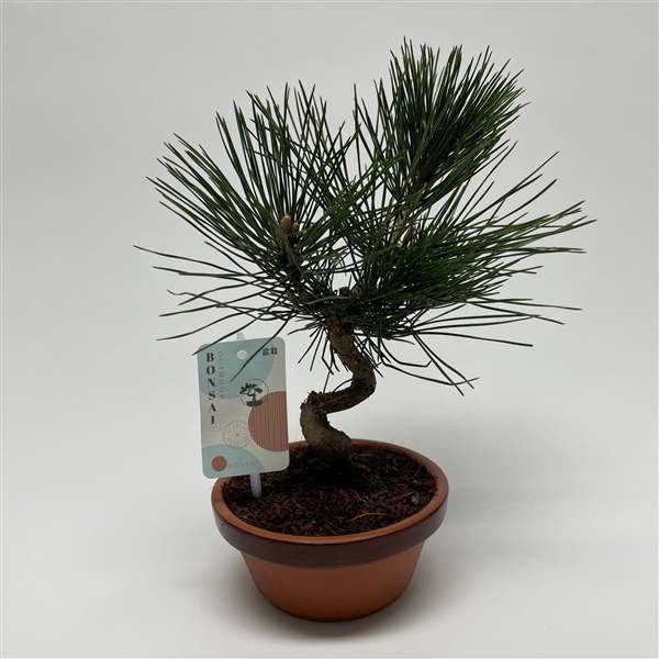 <h4>Pinus Thunbergii Bonsai 'Shape' 15 cm</h4>