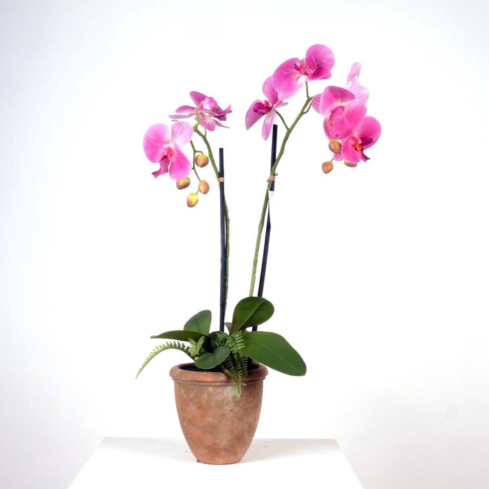 <h4>AF Orchid 2 branch+Fern in pot</h4>