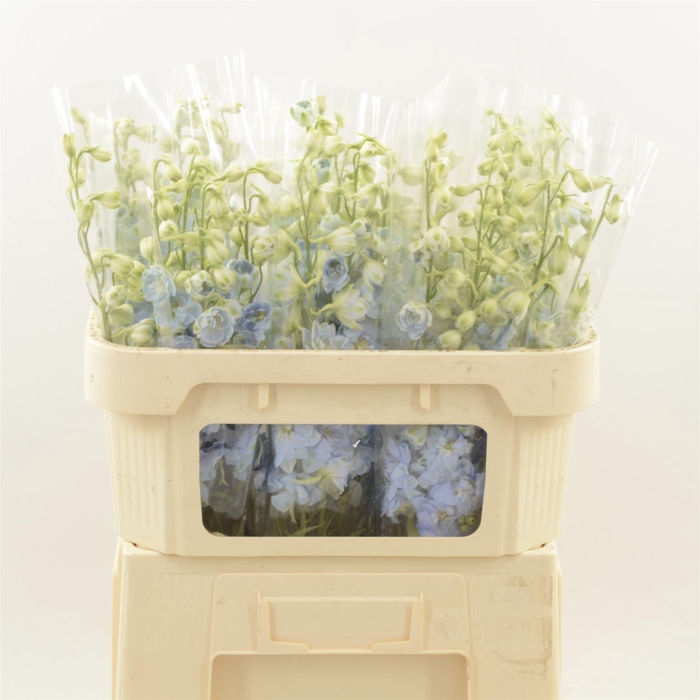 <h4>DELPHINIUM BOY*</h4>