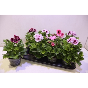 arr8 Pel Gr Gem Mixtray