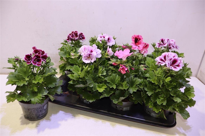 <h4>arr8 Pel Gr Gem Mixtray</h4>