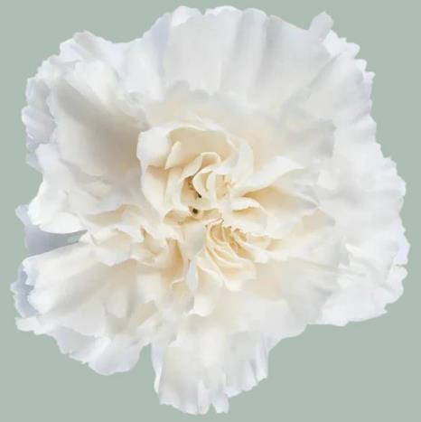 <h4>Di St Polar Route</h4>