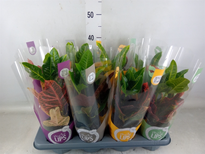 <h4>Codiaeum var. GR 'Excellent'</h4>