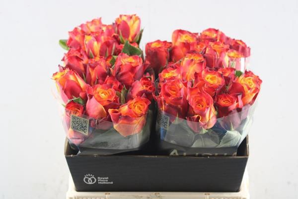 <h4>R Gr Atomic L40</h4>