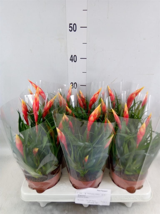 <h4>Vriesea  'Shannon'</h4>