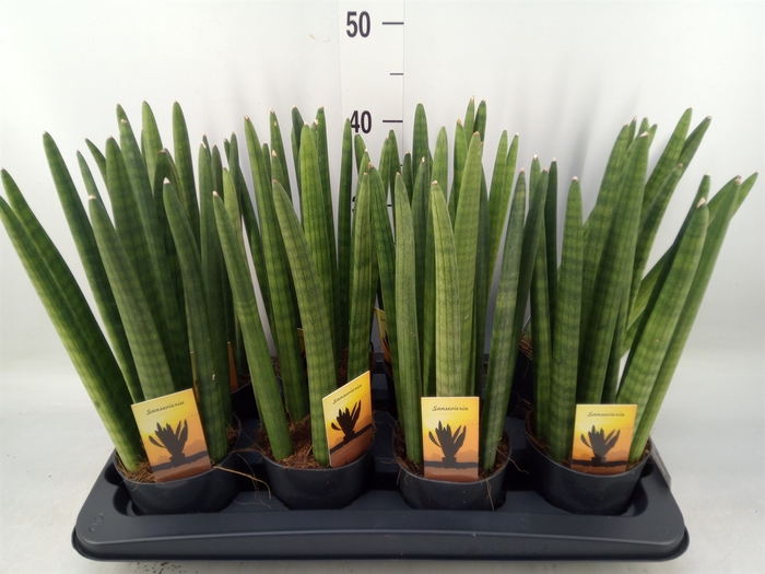 <h4>Sansevieria cyl.  ...</h4>