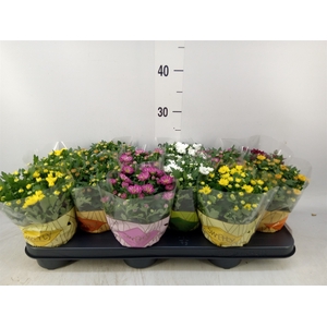 Chrysanthemum  'Swifty'  ...mix