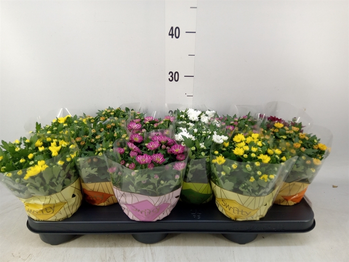 <h4>Chrysanthemum  'Swifty'  ...mix</h4>