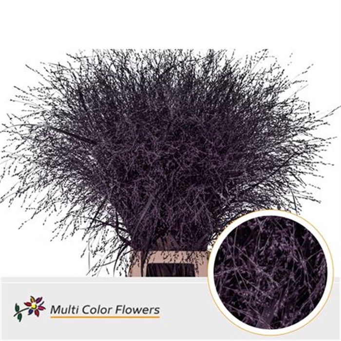 <h4>Panicum L90 Aubergine</h4>