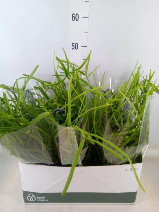 <h4>Rhipsalis   ...</h4>