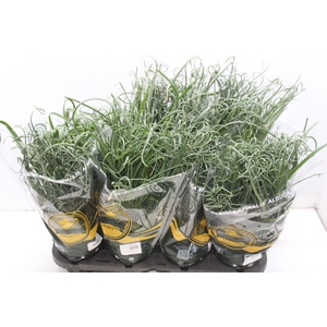 ALBUCA SPIRALIS P14 SEM FLOR