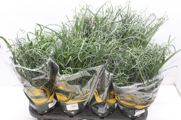 <h4>ALBUCA SPIRALIS P14 SEM FLOR</h4>