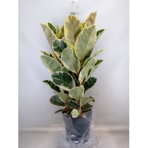 Ficus elastica 'Tineke'