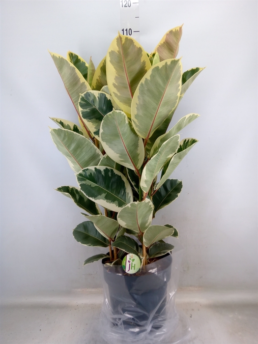 <h4>Ficus elastica 'Tineke'</h4>
