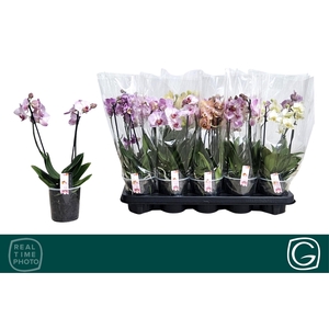 PHAL MF GEM 4 KL