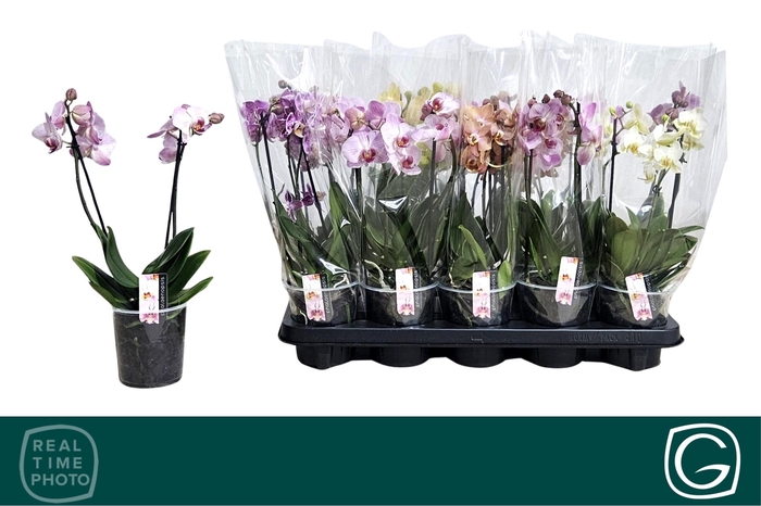<h4>PHAL MF GEM 4 KL</h4>