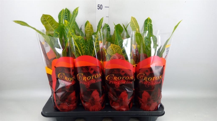 <h4>Codiaeum var. GR 'Excellent'</h4>