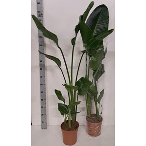STRELITZIA NICOLAI