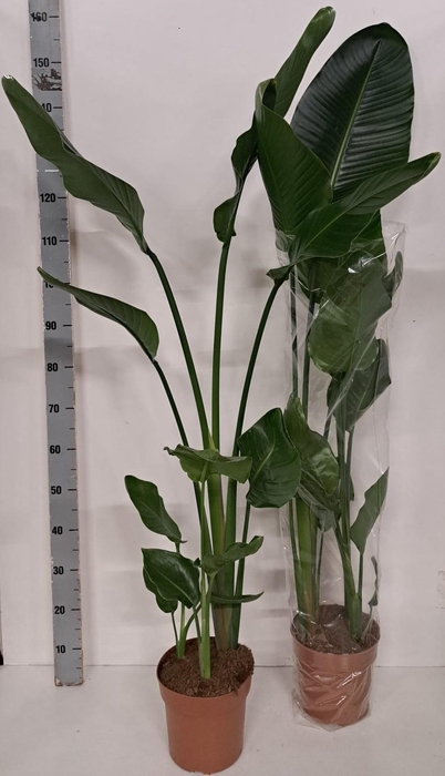<h4>STRELITZIA NICOLAI</h4>