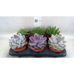 Succulents   ...mix 6
