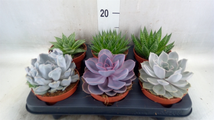 <h4>Succulents   ...mix 6</h4>