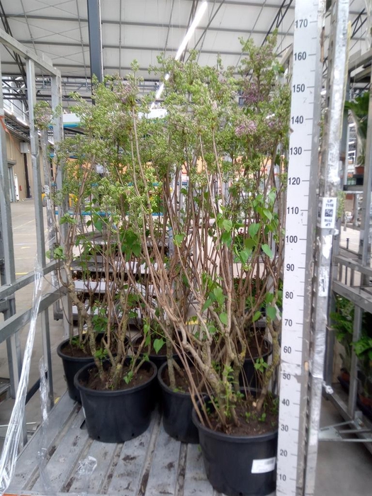 <h4>Syringa   ...</h4>