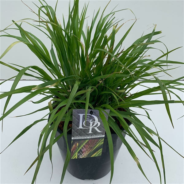 <h4>Pennisetum 'Viridescens'</h4>