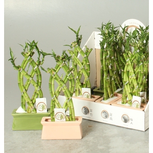 DRA LUCKY BAMBOO