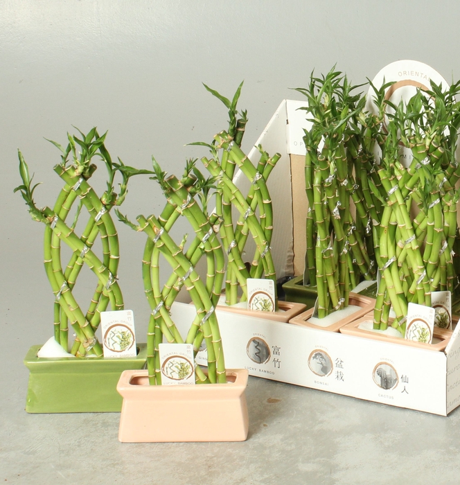 <h4>DRA LUCKY BAMBOO</h4>