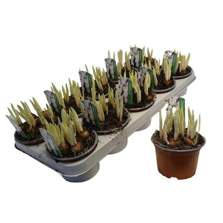 <h4>Crocus Wit</h4>