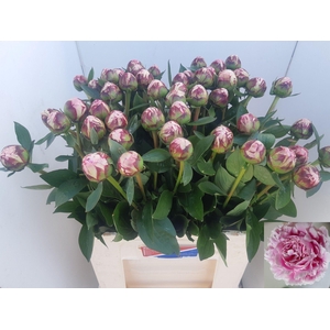 PAEO L SARA BERNHARD