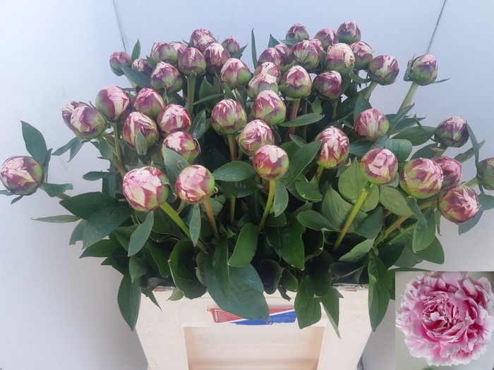 <h4>PAEO L SARA BERNHARD</h4>