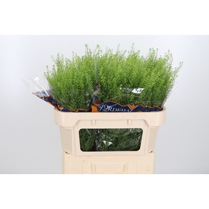 Lepidium Green Bell