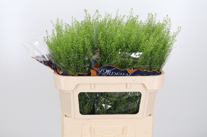 <h4>Lepidium Green Bell</h4>
