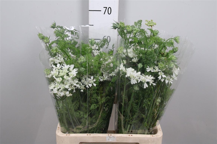 <h4>Orlaya G White Finch</h4>