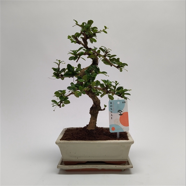 <h4>Carmona S-shape Bonsai 'Traditional' 20 cm + Schotel</h4>