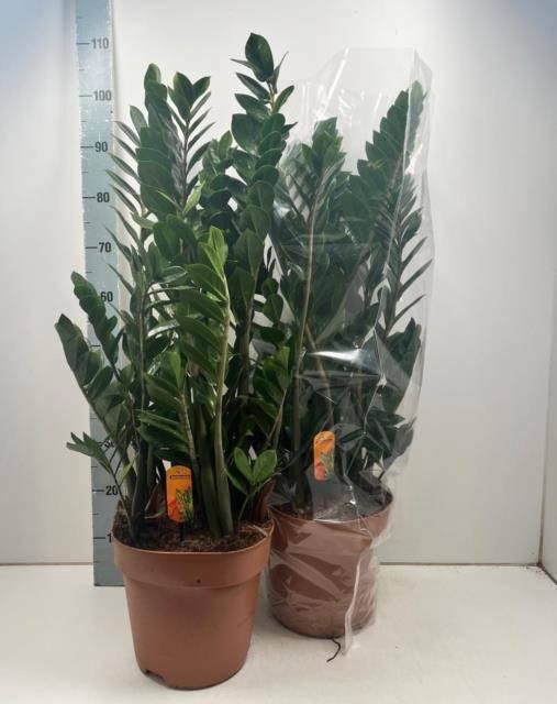 <h4>ZAMIO ZAMIIFOLIA</h4>