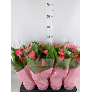 Anthurium  'FC Romantico'