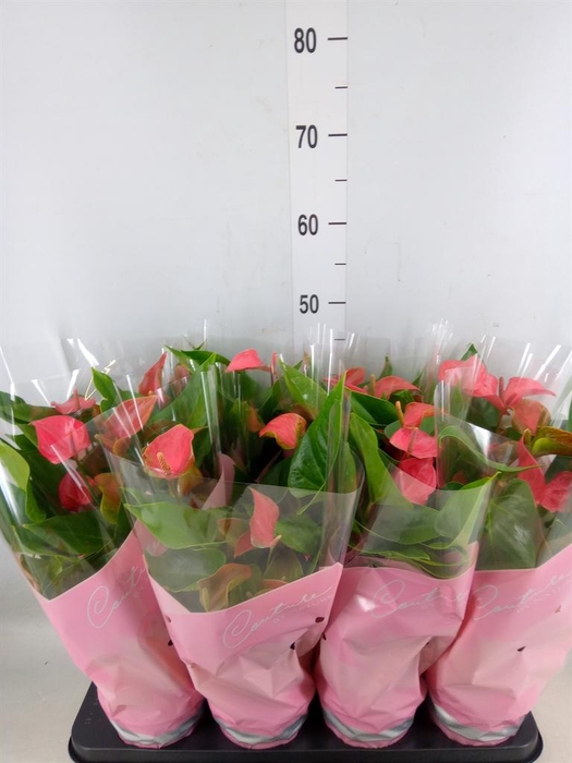 <h4>Anthurium  'FC Romantico'</h4>