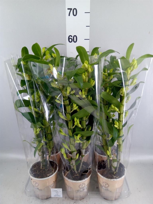 <h4>Dendrobium nob. 'StarCla Apollon'</h4>