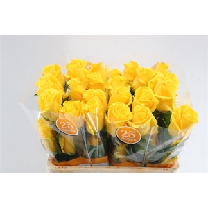 R Gr Ec Mix Ecuador 40 Cm