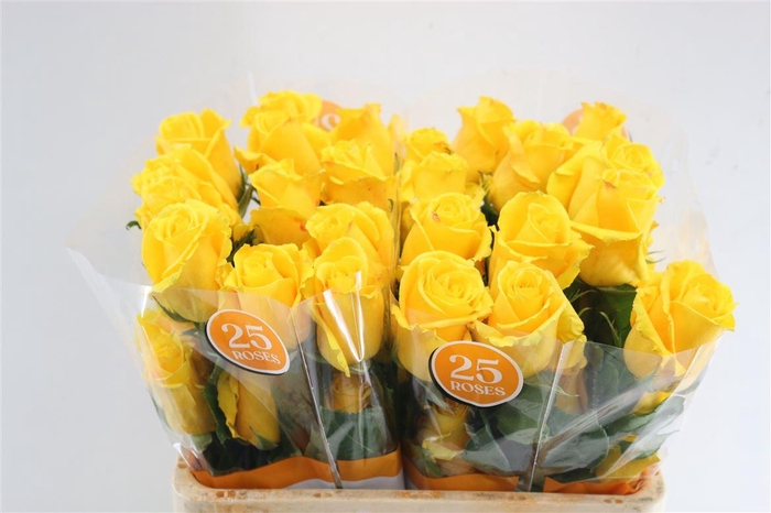 <h4>R Gr Ec Mix Ecuador 40 Cm</h4>