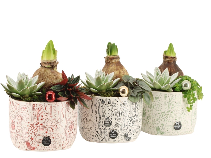 <h4>61595: X-mas arrangement</h4>