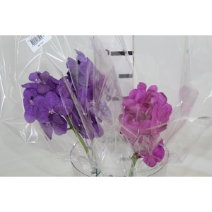 FLOR DE VANDA VARIADO